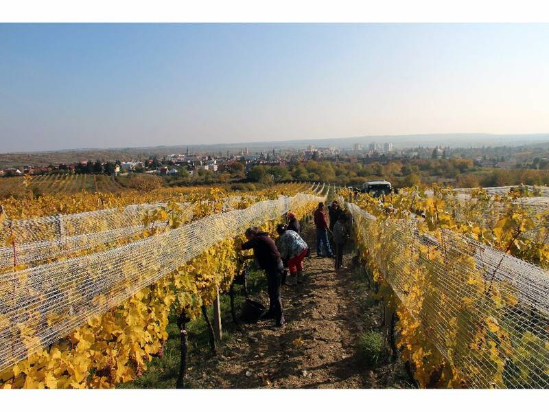 Harvest of Devín, Modra